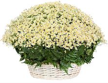 Цветочная композиция из Ромашки в корзине #REPLACE_PRED# Дубне